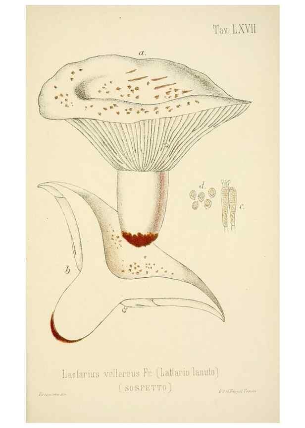 Reproducción/Reproduction 8574885438: I funghi mangerecci e velenosi dell'Europa media,. Trento,G. Zippel,1906.