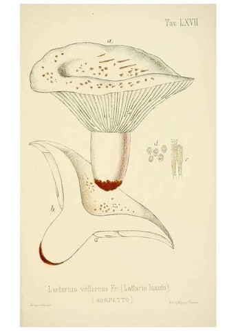 Reproducción/Reproduction 8574885438: I funghi mangerecci e velenosi dell'Europa media,. Trento,G. Zippel,1906.