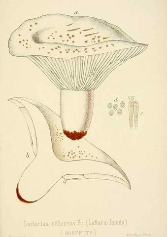 Reproducción/Reproduction 8574885438: I funghi mangerecci e velenosi dell'Europa media,. Trento,G. Zippel,1906.