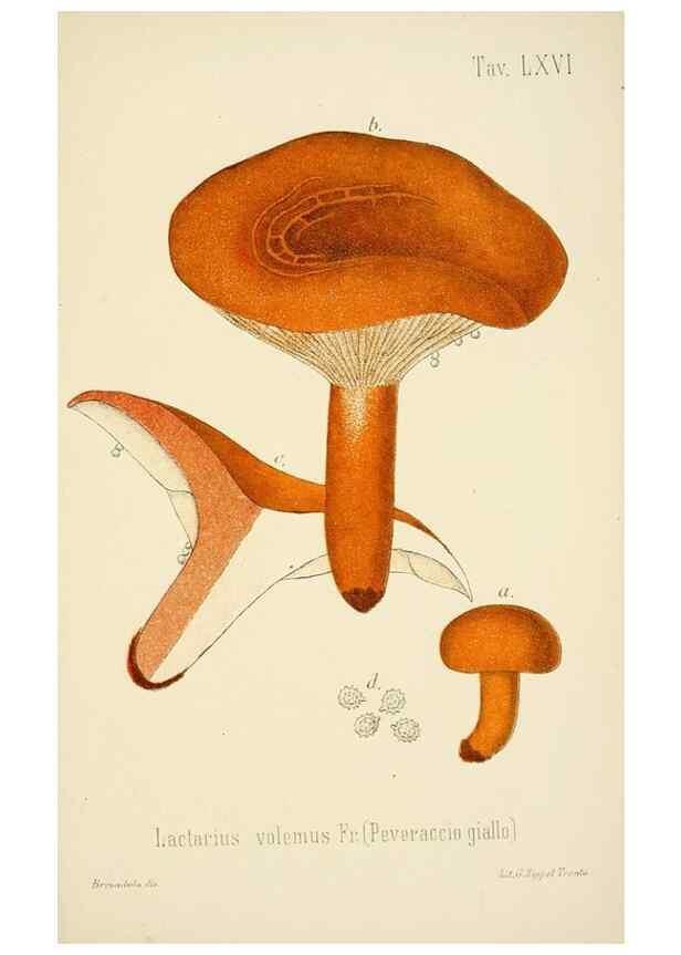 Reproducción/Reproduction 8574885166: I funghi mangerecci e velenosi dell'Europa media,. Trento,G. Zippel,1906.