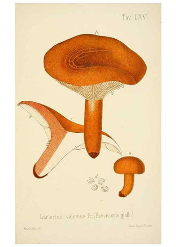Reproducción/Reproduction 8574885166: I funghi mangerecci e velenosi dell'Europa media,. Trento,G. Zippel,1906.