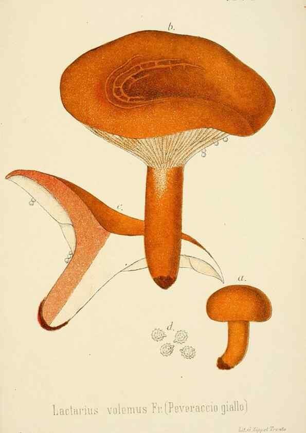 Reproducción/Reproduction 8574885166: I funghi mangerecci e velenosi dell'Europa media,. Trento,G. Zippel,1906.