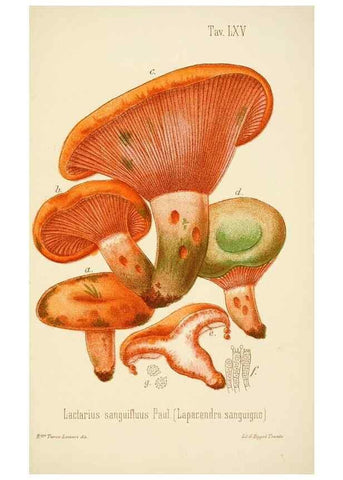Reproducción/Reproduction 8573791223: I funghi mangerecci e velenosi dell'Europa media,. Trento,G. Zippel,1906.