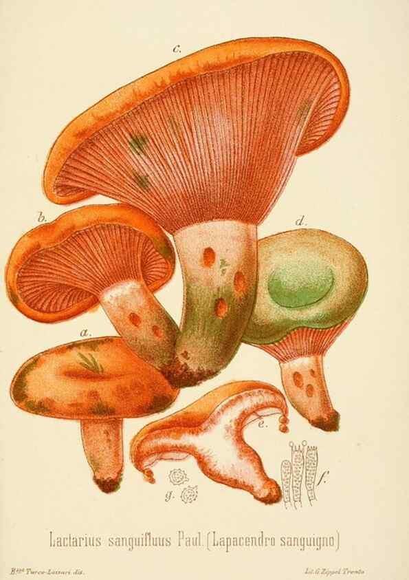 Reproducción/Reproduction 8573791223: I funghi mangerecci e velenosi dell'Europa media,. Trento,G. Zippel,1906.