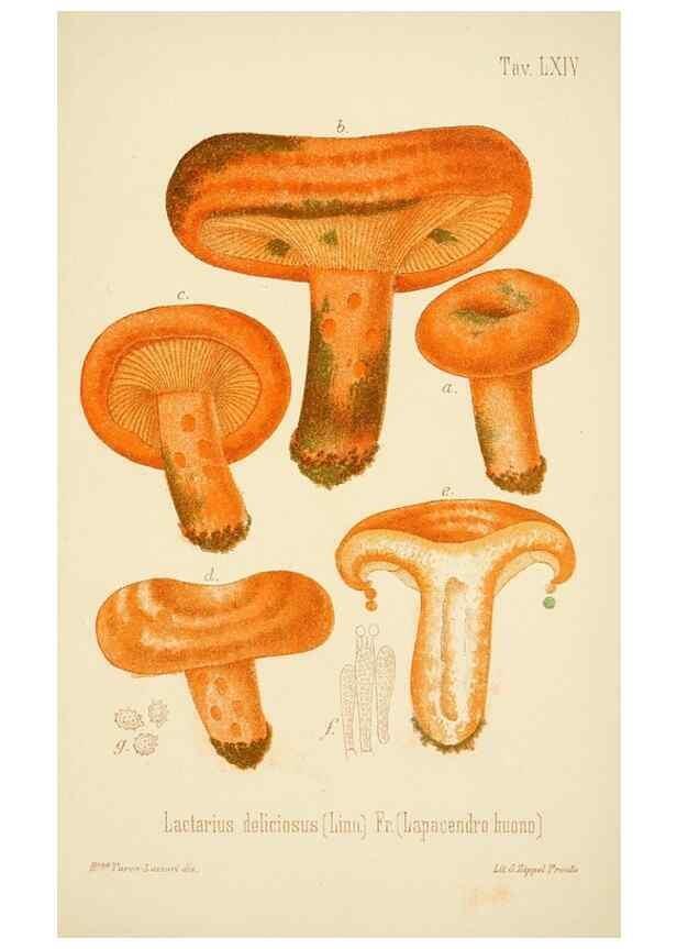 Reproducción/Reproduction 8574884560: I funghi mangerecci e velenosi dell'Europa media,. Trento,G. Zippel,1906.