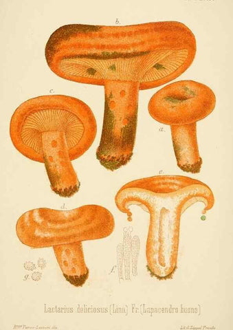 Reproducción/Reproduction 8574884560: I funghi mangerecci e velenosi dell'Europa media,. Trento,G. Zippel,1906.