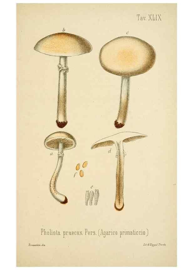 Reproducción/Reproduction 8573785457: I funghi mangerecci e velenosi dell'Europa media,. Trento,G. Zippel,1906.