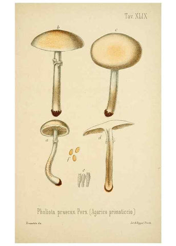 Reproducción/Reproduction 8573785457: I funghi mangerecci e velenosi dell'Europa media,. Trento,G. Zippel,1906.