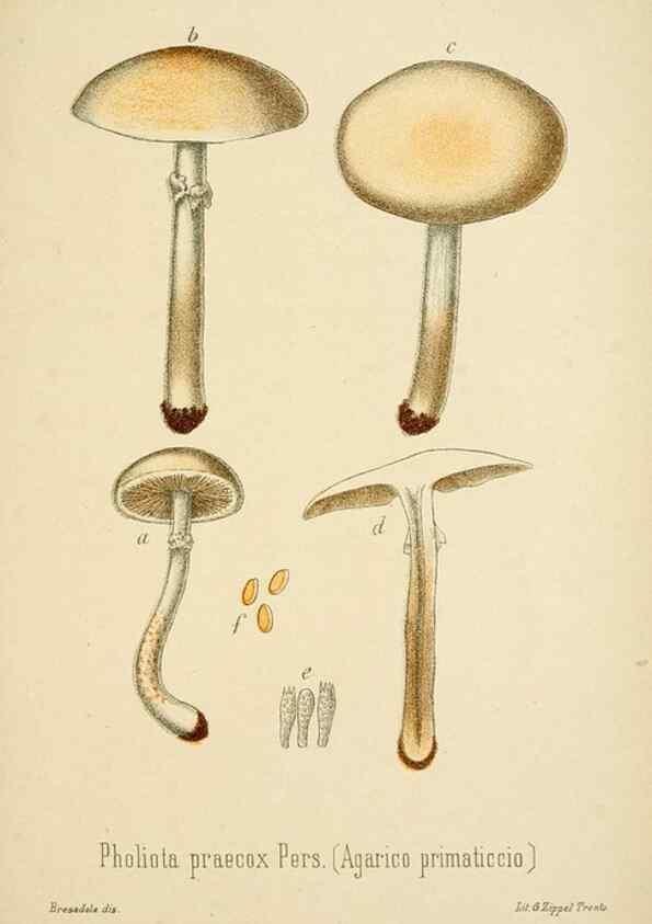 Reproducción/Reproduction 8573785457: I funghi mangerecci e velenosi dell'Europa media,. Trento,G. Zippel,1906.