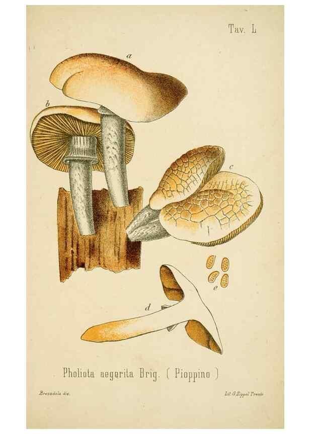 Reproducción/Reproduction 8573785727: I funghi mangerecci e velenosi dell'Europa media,. Trento,G. Zippel,1906.