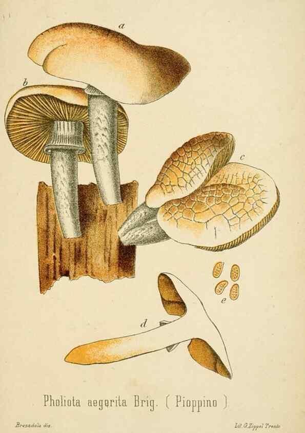 Reproducción/Reproduction 8573785727: I funghi mangerecci e velenosi dell'Europa media,. Trento,G. Zippel,1906.