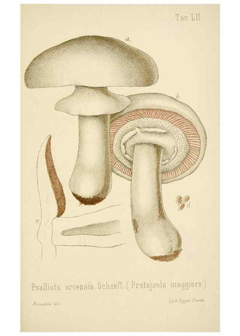 Reproducción/Reproduction 8573786351: I funghi mangerecci e velenosi dell'Europa media,. Trento,G. Zippel,1906.