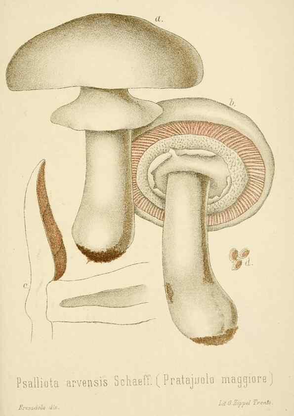 Reproducción/Reproduction 8573786351: I funghi mangerecci e velenosi dell'Europa media,. Trento,G. Zippel,1906.