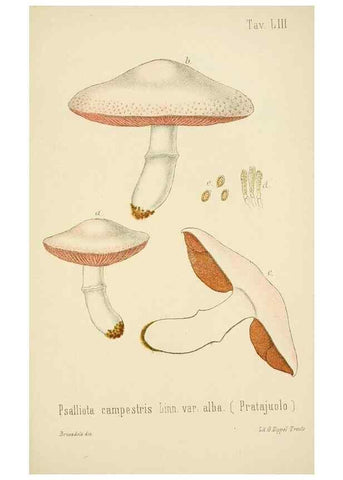 Reproducción/Reproduction 8574880346: I funghi mangerecci e velenosi dell'Europa media,. Trento,G. Zippel,1906.