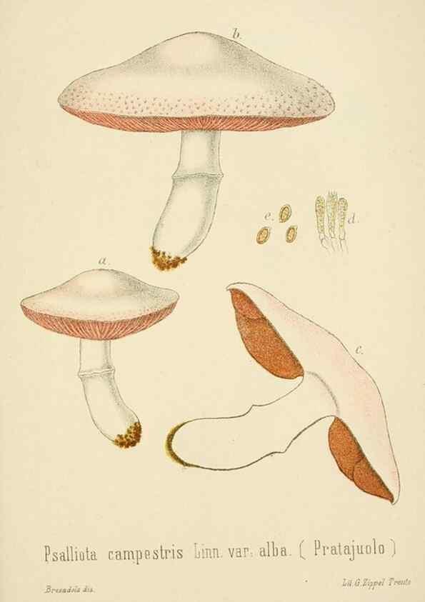 Reproducción/Reproduction 8574880346: I funghi mangerecci e velenosi dell'Europa media,. Trento,G. Zippel,1906.