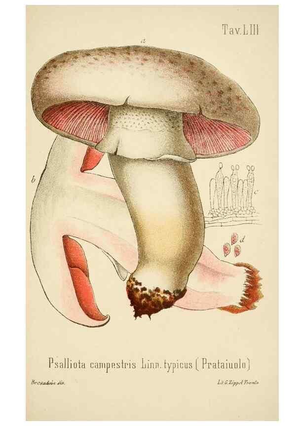 Reproducción/Reproduction 8574880618: I funghi mangerecci e velenosi dell'Europa media,. Trento,G. Zippel,1906.