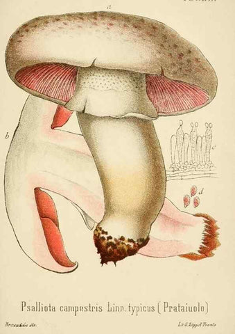 Reproducción/Reproduction 8574880618: I funghi mangerecci e velenosi dell'Europa media,. Trento,G. Zippel,1906.