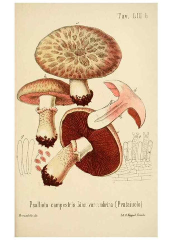 Reproducción/Reproduction 8574880898: I funghi mangerecci e velenosi dell'Europa media,. Trento,G. Zippel,1906.