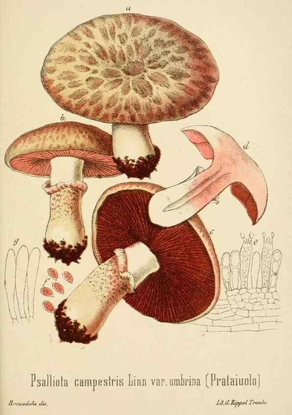 Reproducción/Reproduction 8574880898: I funghi mangerecci e velenosi dell'Europa media,. Trento,G. Zippel,1906.