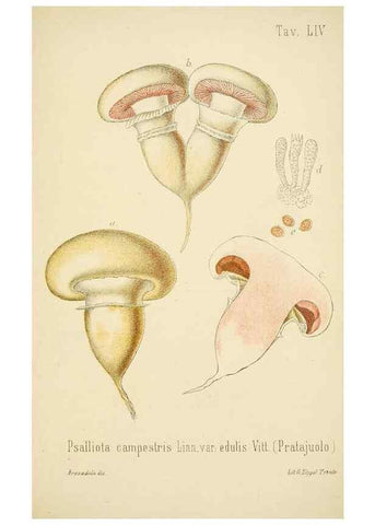 Reproducción/Reproduction 8574881160: I funghi mangerecci e velenosi dell'Europa media,. Trento,G. Zippel,1906.