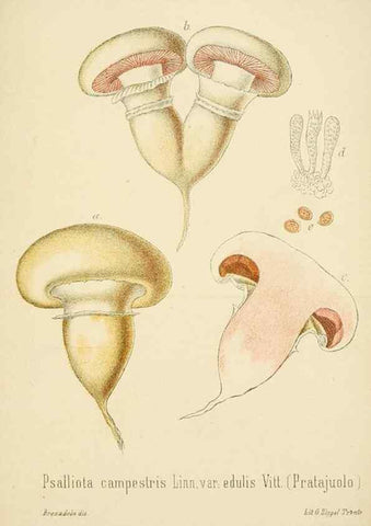 Reproducción/Reproduction 8574881160: I funghi mangerecci e velenosi dell'Europa media,. Trento,G. Zippel,1906.