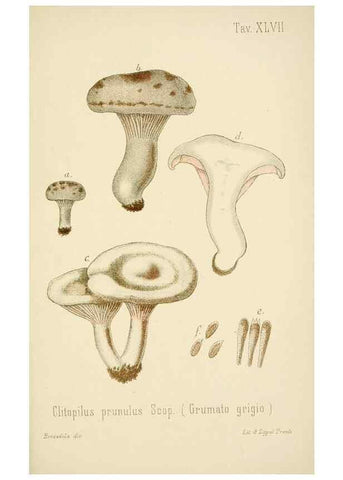 Reproducción/Reproduction 8574878580: I funghi mangerecci e velenosi dell'Europa media,. Trento,G. Zippel,1906.