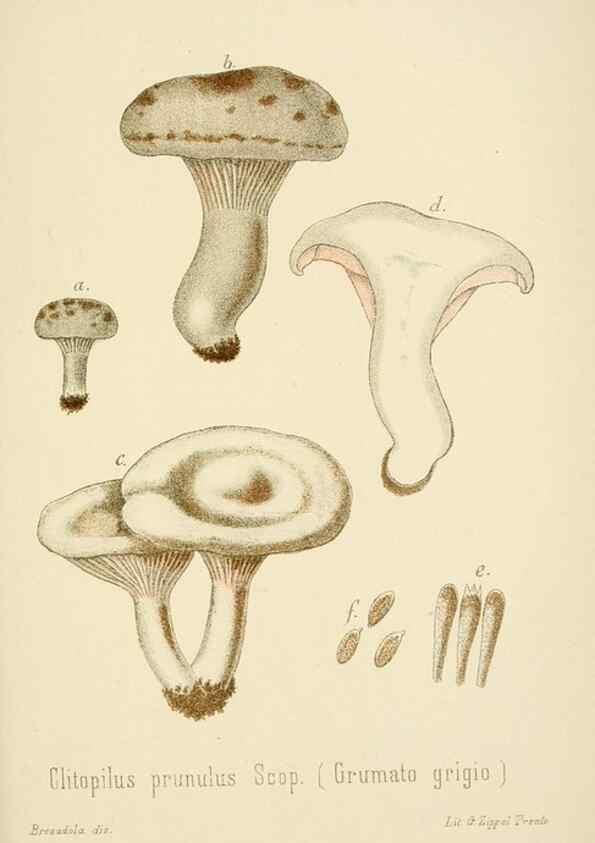 Reproducción/Reproduction 8574878580: I funghi mangerecci e velenosi dell'Europa media,. Trento,G. Zippel,1906.