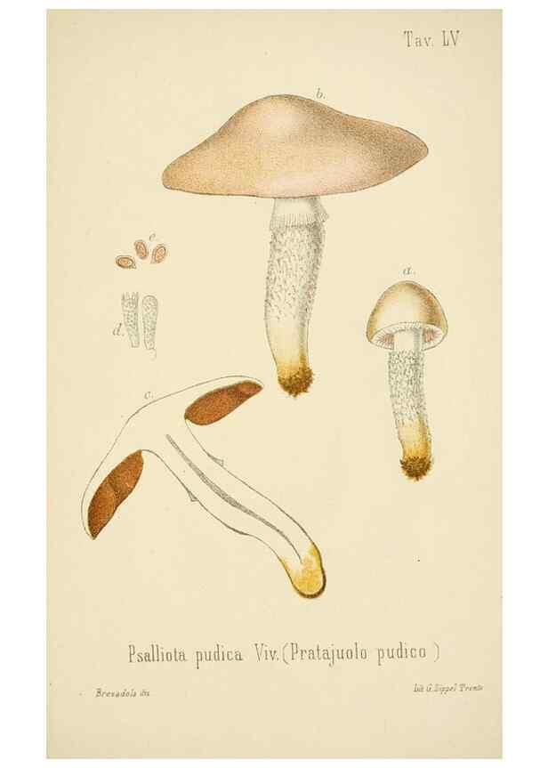 Reproducción/Reproduction 8574881430: I funghi mangerecci e velenosi dell'Europa media,. Trento,G. Zippel,1906.