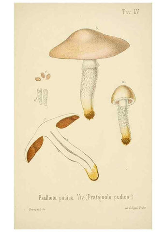 Reproducción/Reproduction 8574881430: I funghi mangerecci e velenosi dell'Europa media,. Trento,G. Zippel,1906.