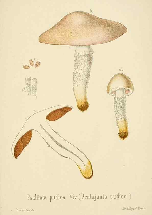 Reproducción/Reproduction 8574881430: I funghi mangerecci e velenosi dell'Europa media,. Trento,G. Zippel,1906.