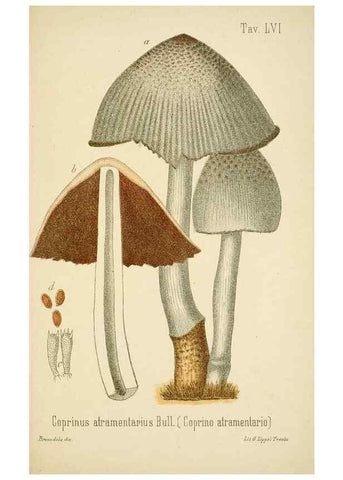 Reproducción/Reproduction 8574882118: I funghi mangerecci e velenosi dell'Europa media,. Trento,G. Zippel,1906.