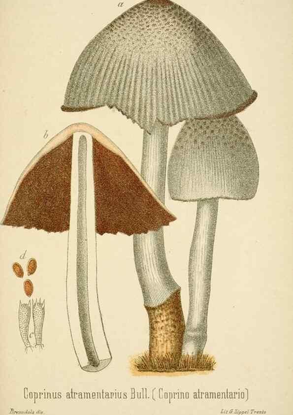 Reproducción/Reproduction 8574882118: I funghi mangerecci e velenosi dell'Europa media,. Trento,G. Zippel,1906.