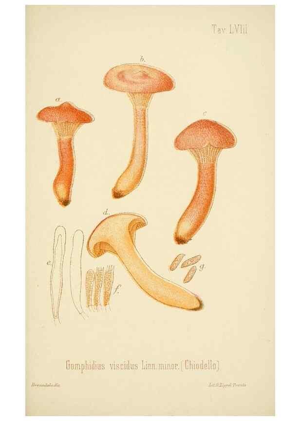 Reproducción/Reproduction 8574882828: I funghi mangerecci e velenosi dell'Europa media,. Trento,G. Zippel,1906.