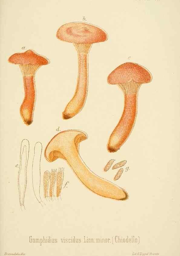 Reproducción/Reproduction 8574882828: I funghi mangerecci e velenosi dell'Europa media,. Trento,G. Zippel,1906.