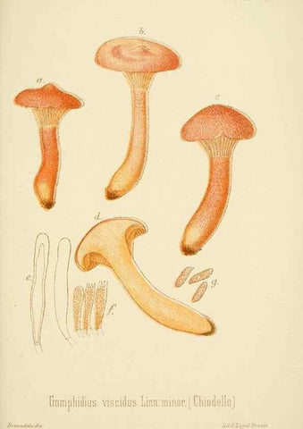 Reproducción/Reproduction 8574882828: I funghi mangerecci e velenosi dell'Europa media,. Trento,G. Zippel,1906.