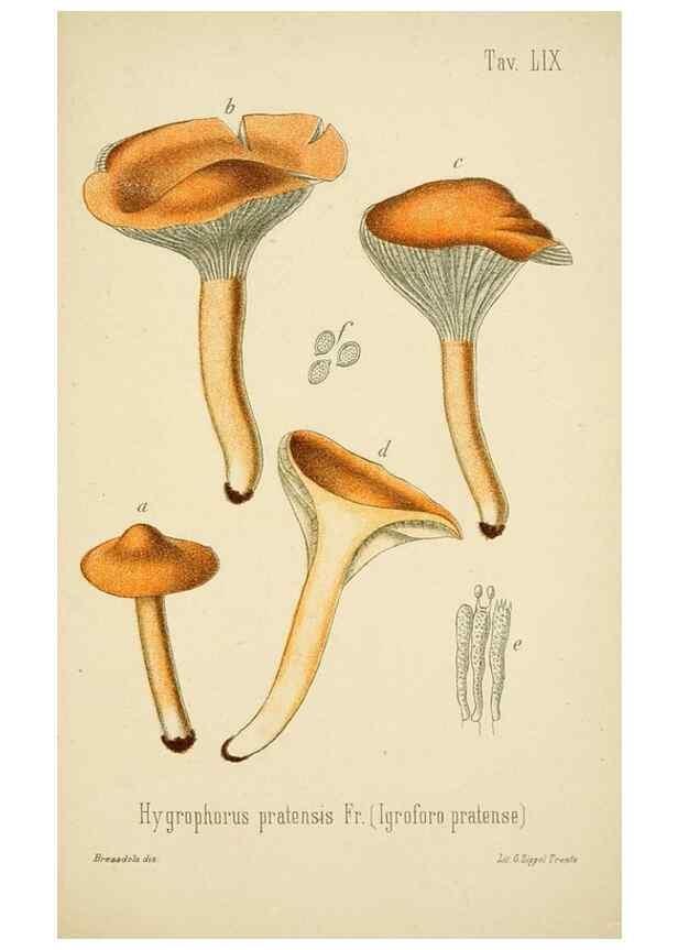 Reproducción/Reproduction 8574883122: I funghi mangerecci e velenosi dell'Europa media,. Trento,G. Zippel,1906.