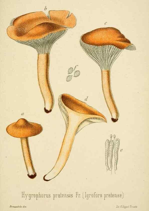 Reproducción/Reproduction 8574883122: I funghi mangerecci e velenosi dell'Europa media,. Trento,G. Zippel,1906.