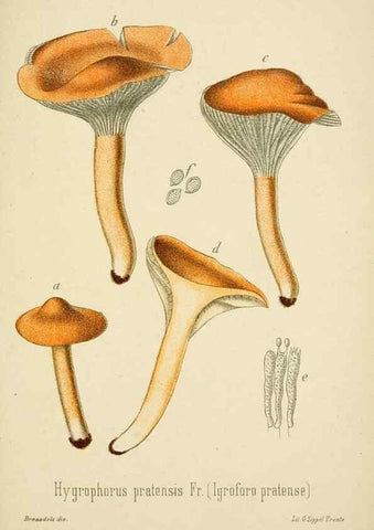 Reproducción/Reproduction 8574883122: I funghi mangerecci e velenosi dell'Europa media,. Trento,G. Zippel,1906.