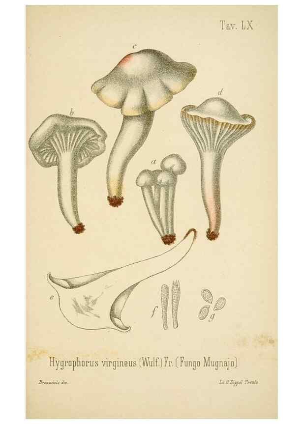 Reproducción/Reproduction 8573789771: I funghi mangerecci e velenosi dell'Europa media,. Trento,G. Zippel,1906.