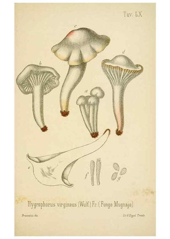 Reproducción/Reproduction 8573789771: I funghi mangerecci e velenosi dell'Europa media,. Trento,G. Zippel,1906.