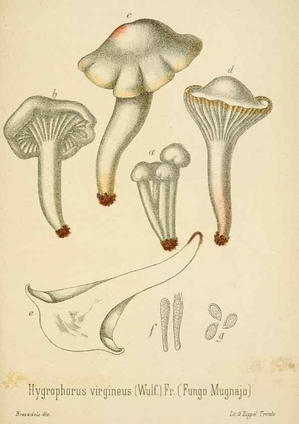 Reproducción/Reproduction 8573789771: I funghi mangerecci e velenosi dell'Europa media,. Trento,G. Zippel,1906.