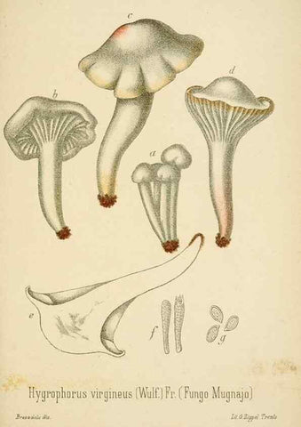 Reproducción/Reproduction 8573789771: I funghi mangerecci e velenosi dell'Europa media,. Trento,G. Zippel,1906.