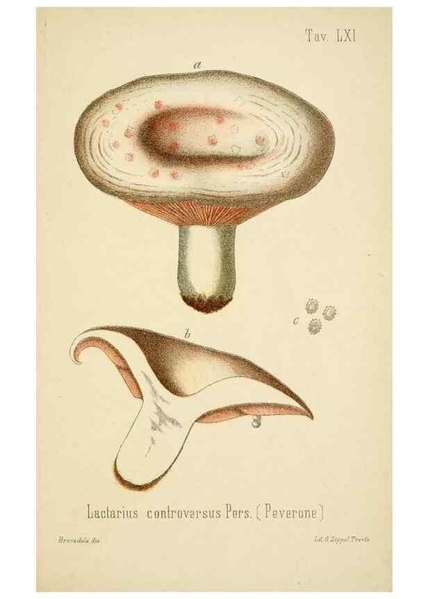 Reproducción/Reproduction 8574883706: I funghi mangerecci e velenosi dell'Europa media,. Trento,G. Zippel,1906.