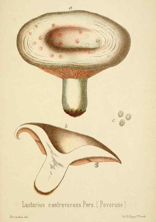 Reproducción/Reproduction 8574883706: I funghi mangerecci e velenosi dell'Europa media,. Trento,G. Zippel,1906.