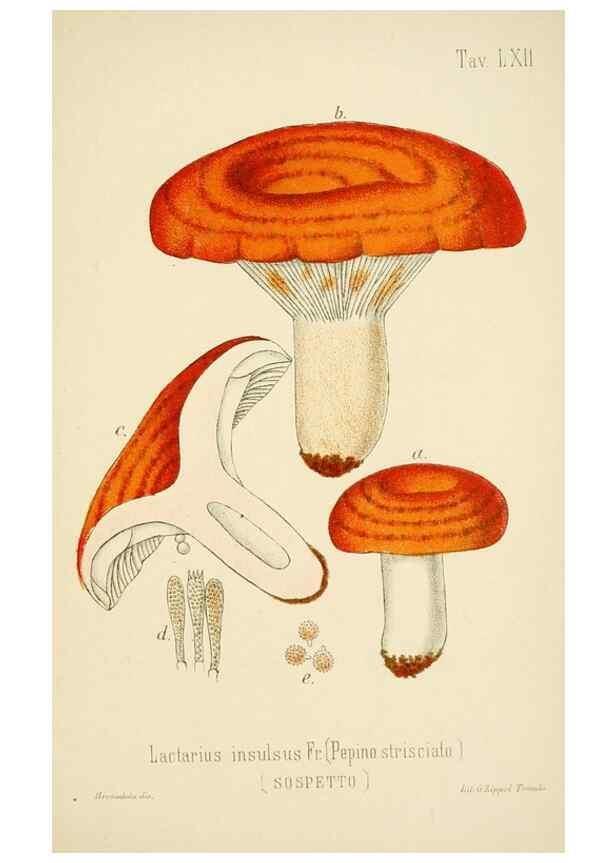 Reproducción/Reproduction 8574884052: I funghi mangerecci e velenosi dell'Europa media,. Trento,G. Zippel,1906.