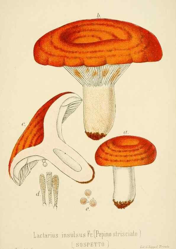 Reproducción/Reproduction 8574884052: I funghi mangerecci e velenosi dell'Europa media,. Trento,G. Zippel,1906.