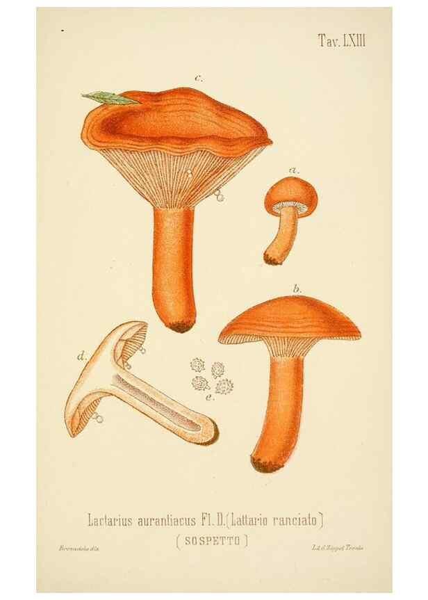Reproducción/Reproduction 8573790649: I funghi mangerecci e velenosi dell'Europa media,. Trento,G. Zippel,1906.