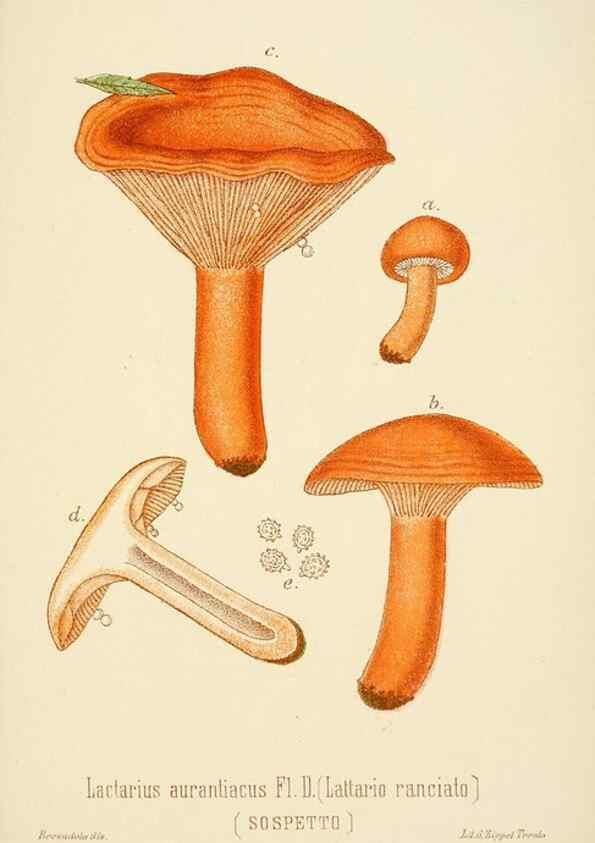 Reproducción/Reproduction 8573790649: I funghi mangerecci e velenosi dell'Europa media,. Trento,G. Zippel,1906.