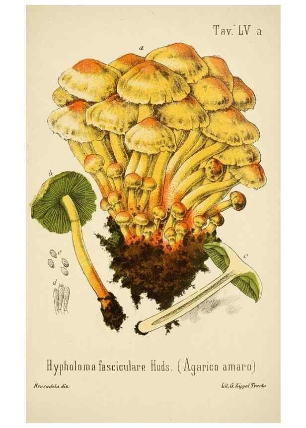 Reproducción/Reproduction 8574881848: I funghi mangerecci e velenosi dell'Europa media,. Trento,G. Zippel,1906.