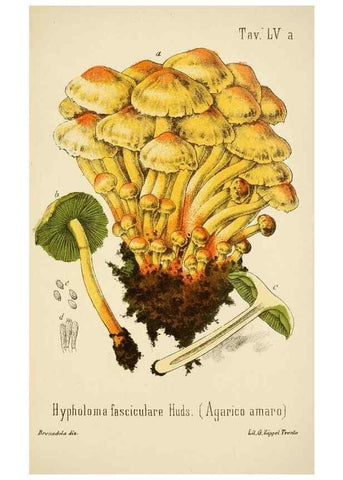Reproducción/Reproduction 8574881848: I funghi mangerecci e velenosi dell'Europa media,. Trento,G. Zippel,1906.